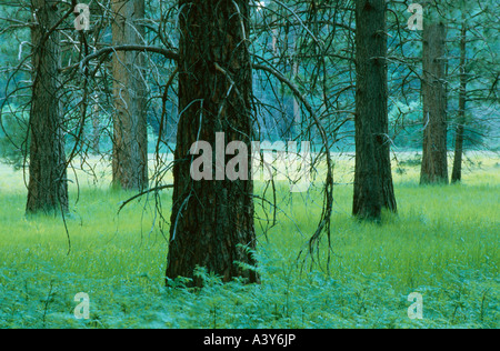 Ponderosa Pine, westlichen Gelb-Kiefer, blackjack Kiefer, Stier Kiefer (Pinus Ponderosa), Stämme auf Wiese im Abendlicht, USA, Calif Stockfoto