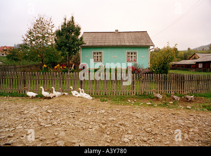 Gänse vor Haus in Rumänien Stockfoto