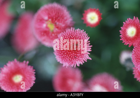 gemeinsamen Daisy, Rasen, Gänseblümchen, Englisch Gänseblümchen (Bellis Perennis), mit roten Blüten und gefüllte Blütenstände Stockfoto