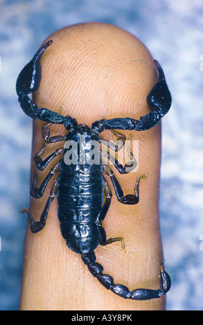 Italienischer Skorpion (Euscorpius Italicus), auf einem finger Stockfoto