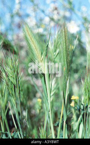 Maus Gerste (Hordeum Murinum), Spanien, Tablas de Damiel NP Stockfoto