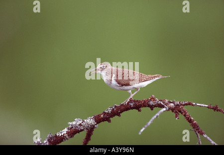 Flussuferläufer (Tringa Hypoleucos, Actitis Hypoleucos), sitzt auf einem Zweig, Schweden, Muddus NP Stockfoto