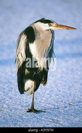 Graureiher (Ardea Cinerea), stehen auf einem Bein in den Schnee, Niederlande, Friesland Stockfoto