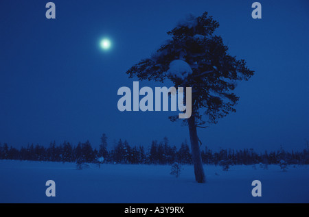 Nadelbaum bei Mondschein Polarnacht, Schweden, Lappland, Muddus NP Stockfoto