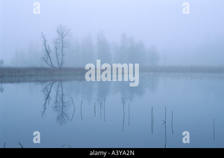 Sumpflandschaft im Herbst Nebel, Schweden, Lappland, Muddus NP Stockfoto