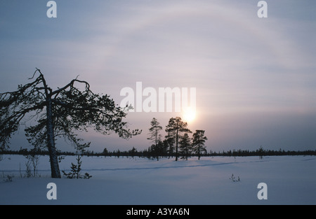 Winterlandschaft mit Pinien in Lappland, Schweden, Lappland, Muddus NP Stockfoto