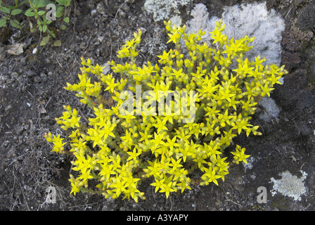 geschmacklos Fetthenne, geschmacklos gelber Mauerpfeffer, Sechseck Fetthenne (Sedum Sexangulare), blühen, Deutschland Stockfoto