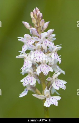 Heide gesichtet Orchidee (Dactylorhiza Maculata s.l.), Blütenstand, weiße Variante, Deutschland Stockfoto