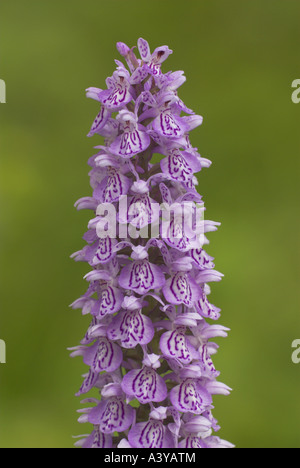 Heide gesichtet Orchidee (Dactylorhiza Maculata s.l.), Blütenstand, Deutschland Stockfoto