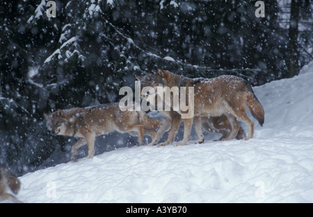 Rudel Wölfe Canis Lupus in fallenden Schnee gefangen Winter Bayerischer Wald Oberpfalz Bayern Deutschland Europa Stockfoto