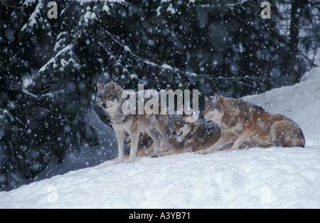 Rudel Wölfe Canis Lupus in fallenden Schnee gefangen Winter Bayerischer Wald Oberpfalz Bayern Deutschland Europa Stockfoto