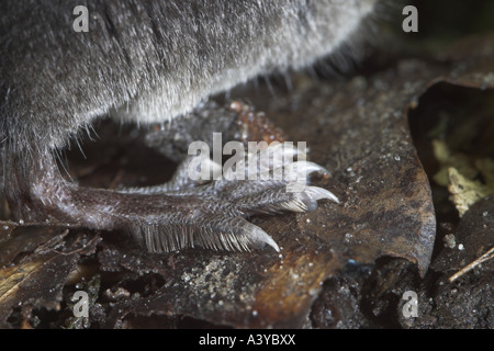 Alten Welt Wasser Spitzmaus, nördlichen Spitzmaus, eurasische Spitzmaus in Wasser (Neomys Fodiens), Fuß, mit Borsten schwimmen Stockfoto