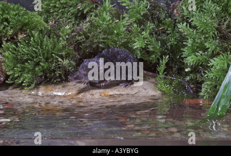 Alten Welt Wasser Spitzmaus, nördlichen Spitzmaus, eurasische Spitzmaus in Wasser (Neomys Fodiens) Stockfoto