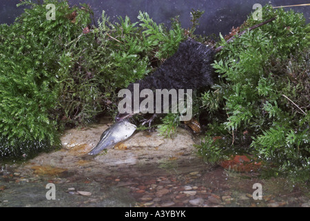 Alten Welt Wasser Spitzmaus, nördlichen Spitzmaus, eurasische Wasser Spitzmaus (Neomys Fodiens), mit gefangenen Fischen Stockfoto