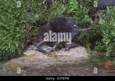 Alten Welt Wasser Spitzmaus, nördlichen Spitzmaus, eurasische Wasser Spitzmaus (Neomys Fodiens), mit gefangenen Fischen Stockfoto