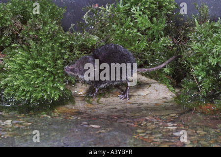 Alten Welt Wasser Spitzmaus, nördlichen Spitzmaus, eurasische Spitzmaus in Wasser (Neomys Fodiens) Stockfoto