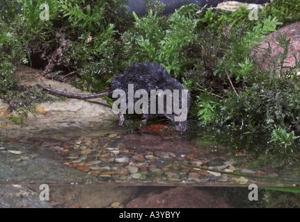 Alten Welt Wasser Spitzmaus, nördlichen Spitzmaus, eurasische Spitzmaus in Wasser (Neomys Fodiens) Stockfoto