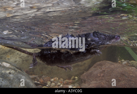 Alten Welt Wasser Spitzmaus, nördlichen Spitzmaus, eurasische Wasser Spitzmaus (Neomys Fodiens), Schwimmen Stockfoto