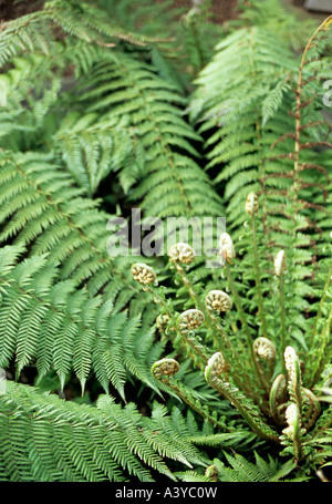 Farn im Garten London Stockfoto