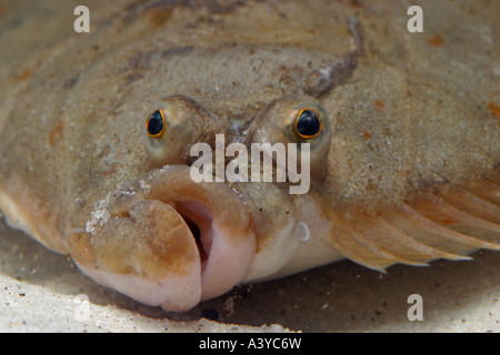 Flunder (Platichthys Flesus), portrait Stockfoto