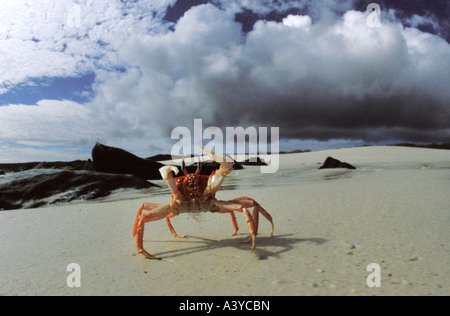 Ghost, Krabbe, Fiedlerkrabbe (Ocypodidae), einziges Tier am Strand, bedrohlich, Ecuador, Galapagos Stockfoto