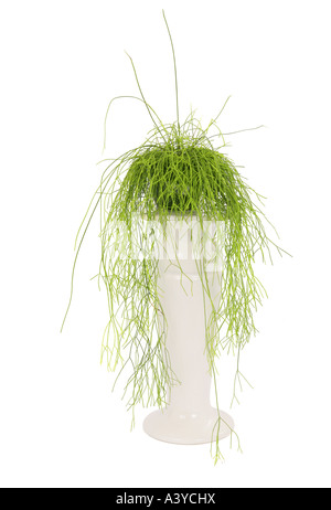 Mistel-Kaktus (Rhipsalis Baccifera, Rhipsalis Cassutha) Topfpflanze auf einer Pflanze-Spalte Stockfoto