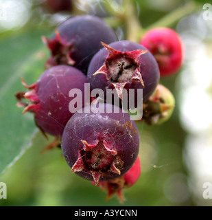 Lamarcks Elsbeere (Amelanchier Lamarckii), Reife Früchte Stockfoto