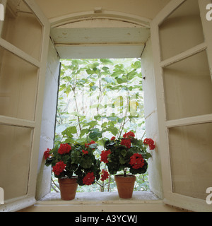 Terrakotta-Töpfe mit blühenden Geranien in einem geöffneten Fenster Stockfoto