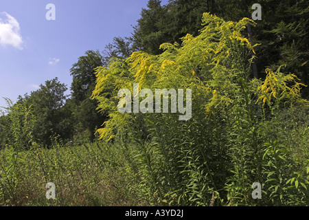 Kanadische Goldrute, Wiese Goldrute (Solidago Canadensis), in seinem Lebensraum, Deutschland, Baden-Württemberg Stockfoto