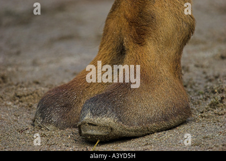 Baktrischen Kamel, zwei bucklig Kamel (Camelus Bactrianus), Fuß eines Tieres stehen Stockfoto