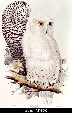 Zoologie/Tier, Vogel/Vogel, Strigidien, Schneewule, (Bubo scandiacus), Farblithograph, von Edward Lear, von "Birds of Europe", Band I, von John Gould (30-1881), London, 1821/1837, Privatsammlung, Stockfoto