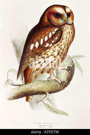 Zoologie/Tier, Vogel/Vogel, Strigidien, Taubeneule, (strix aluco), Farblithograph, von John Gould (30-1881), von "Birds of Europe", Band I, London, 1830/1837, Privatsammlung, Stockfoto