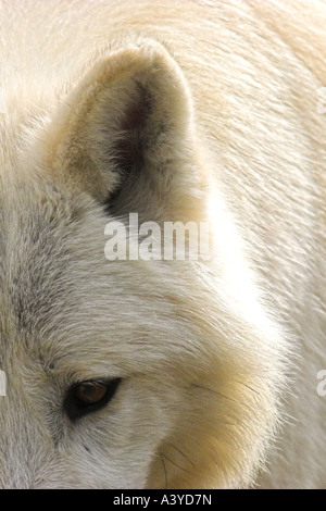 Polarwolf, Tundra-Wolf (Canis Lupus Albus), Portrait; Teil, Frankreich Stockfoto