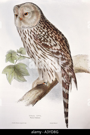 Zoologie/Tier, Vogel/Vogel, Strigidien, ural-eule, (strix uralensis), Farblithograph, von John Gould (30-1881), von "Birds of Europe", Band I, London, 1830/1837, Privatsammlung, Stockfoto