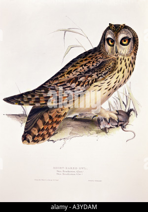 Zoologie/Tier, Vogel/Vogel, Strigidien, kurzohrige Eule, (Otus brachyotus), Farblithograph, von John Gould (80-1881), von "Birds of Europe", Band I, London, 1830/1837, Privatsammlung, Stockfoto