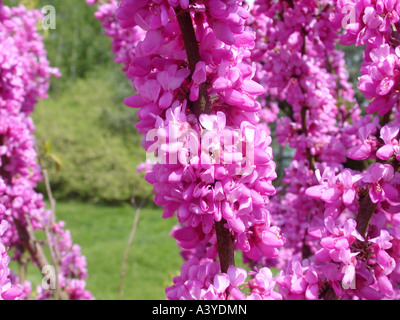 Chinesische Redbud (Cercis Chinensis), blühen Stockfoto