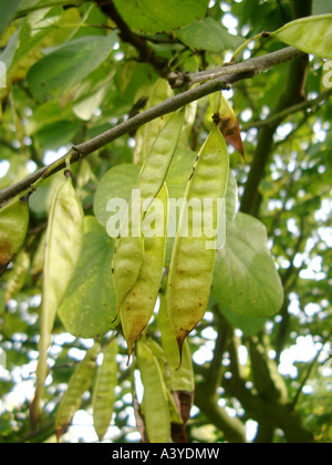 Judasbaum (Cercis Siliquastrum 'Alba', Cercis Siliquastrum Alba), junge Früchte Stockfoto