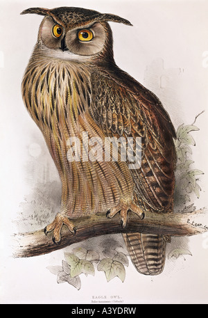 Zoologie/Tier, Vogel/Vogel, Strigidien, eurasische Adler-Eule, (Bubo-Bubo), Farblithograph, von Edward Lear, von "Birds of Europe", Band I, von John Gould (30-1881), London, 181/1837, Privatsammlung, Stockfoto