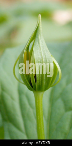 Einbeere, Einbeere (Paris Quadrifolia), öffnen der Blütenknospe Stockfoto