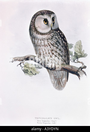 Zoologie/Tier, Vogel/Vogel, Strigidie, Tengmalms Eule, (Aegolius funereus), Farblithograph, von Edward Lear, von "Birds of Europe", Band I, von John Gould (30-1881), London, 181/1837, Privatsammlung, Stockfoto