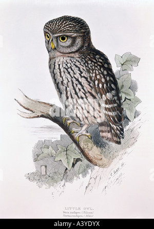 Zoologie/Tier, Vogel/Vogel, Strigidien, kleine Eule, (athene noctua), Farblithograph, von Edward Lear, von "Birds of Europe", Band I, von John Gould (zwischen ca. Stockfoto