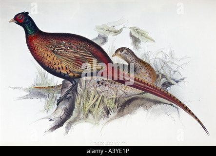 Zoologie/Tier, Vogel/Vogel, Tetraonidie, gewöhnlicher Fasan, (Phasianus colchicus), Farblithograph, von Edward Lear, von "Birds of Europe", von John Gould (zwischen ca. Stockfoto