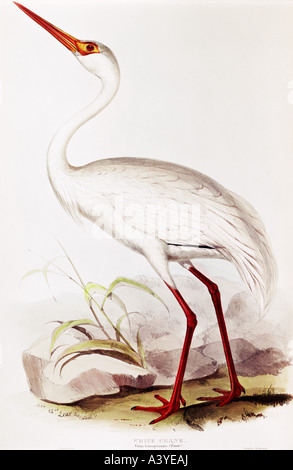 Zoologie/Tier, Vogel/Vogel, gruiiden, sibirischen Kranich, (Grus leucogeranus), Farblithograph, von Edward Lear, von "Birds of Europe", von John Gould (zwischen ca. Stockfoto