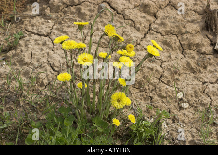 Colt-Foot, Huflattich (Tussilago Farfara) blüht Stockfoto