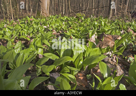 Bärlauch (Allium Ursinum), junge Blätter essbar, Deutschland Stockfoto