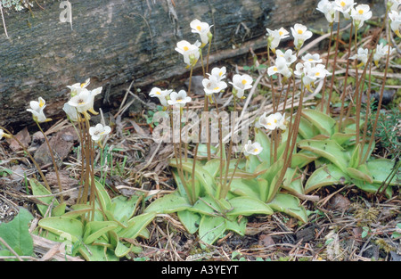 Alpen-Fettkraut (Pinguicula Alpina), eine Gruppe von Pflanzen, Österreich, Steiermark, Karlschuett Stockfoto