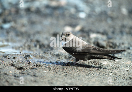 Felsenschwalbe (Ptyonoprogne Rupestris), mit Beute in Rechnung, Spanien, Extremadura Stockfoto