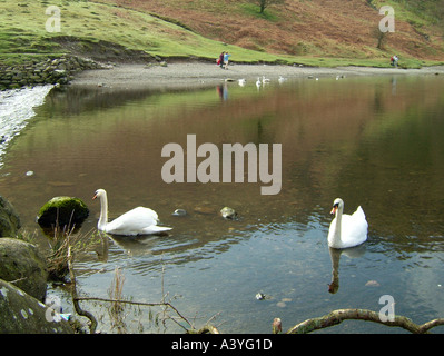 PAAR VON MUTE SCHWÄNE GRASMERE LAKE DISTRICT NATIONAL PARK Stockfoto