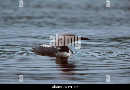 Prachttaucher (Gavia Arctica), Schwimmen, Schweden, Lappland Stockfoto