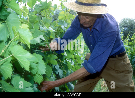 Weingut Mann aus Maipu im Westen Argentiniens Stockfoto